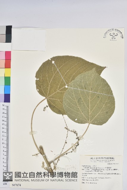 花蓮鐵莧、臺東鐵莧藏品圖，第1張