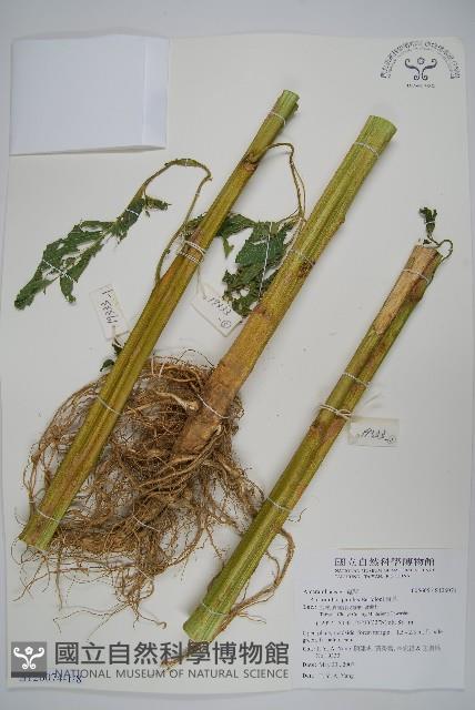 青莧藏品圖，第1張