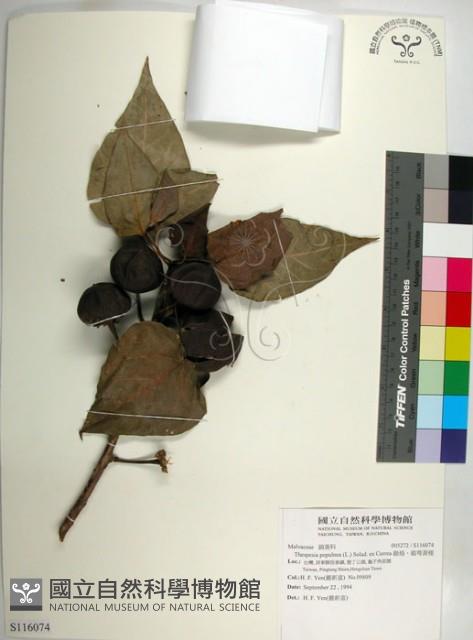 繖楊、截萼黃槿藏品圖，第1張