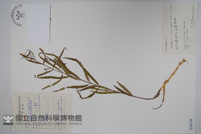 柳葉白前藏品圖，第1張