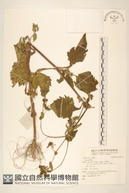 登錄號:S136074藏品圖，第1張