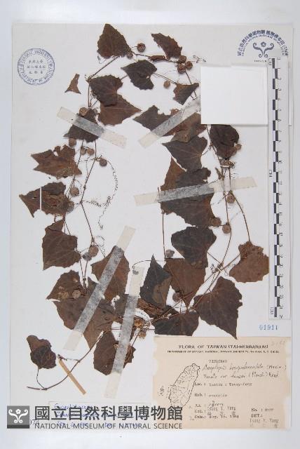 馬交兒藏品圖，第1張