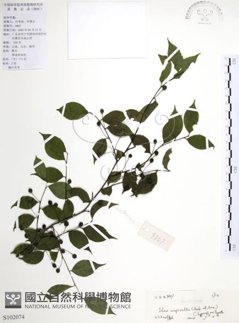 燈稱花、烏雞骨藏品圖，第1張