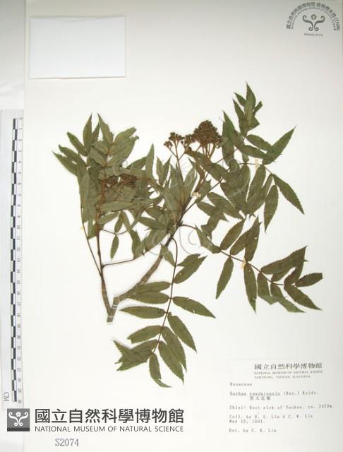 巒大花楸藏品圖，第1張