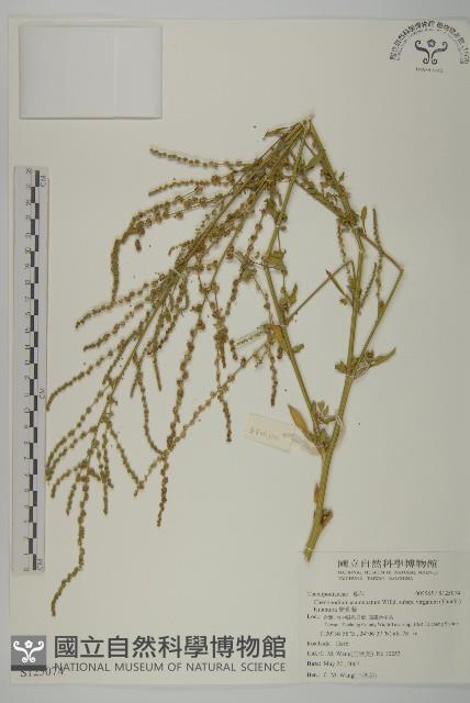 變葉藜藏品圖，第1張