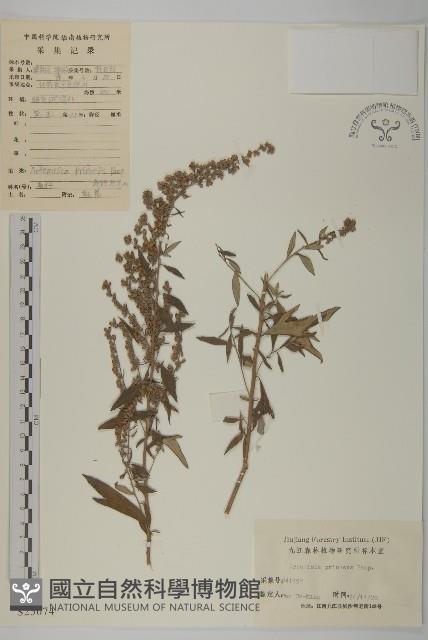 魁蒿藏品圖，第1張