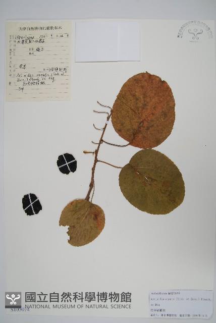 軟棗獼猴桃藏品圖，第1張