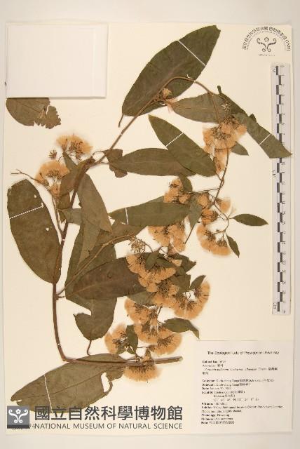 過山龍藏品圖，第1張