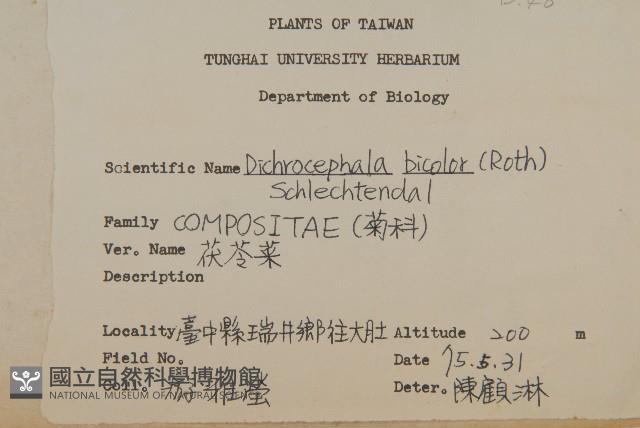 茯苓菜藏品圖，第1張