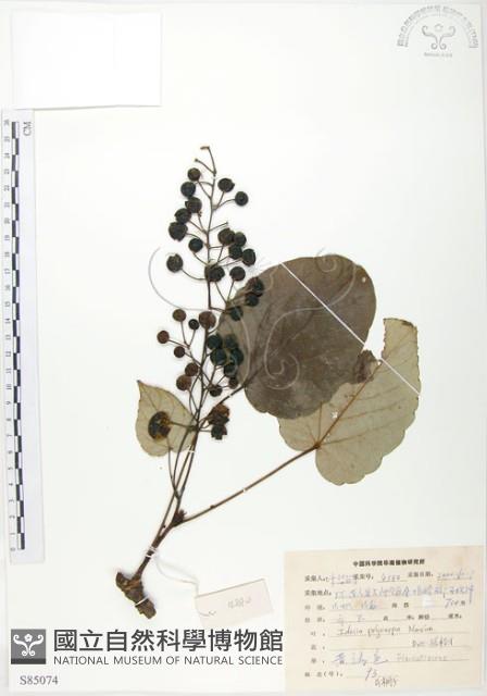 山桐子藏品圖，第1張