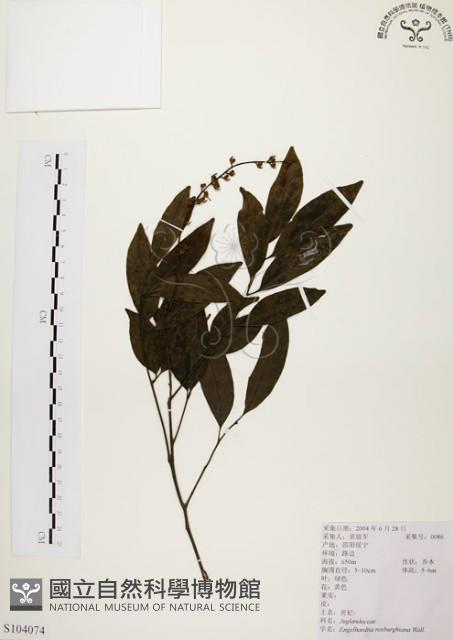 黃杞藏品圖，第1張