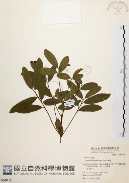 黃肉樹, 小梗木薑子藏品圖，第1張