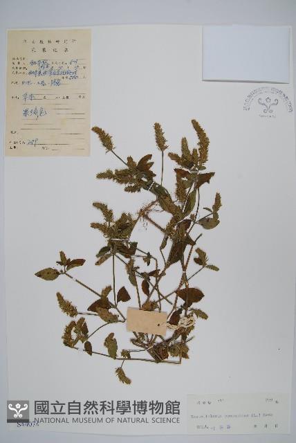 爵床、六角英藏品圖，第1張