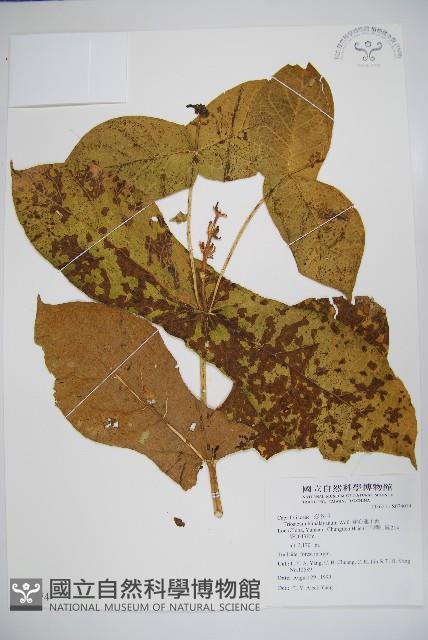 穿心蓮子藨藏品圖，第1張