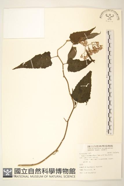 蔓黃菀藏品圖，第1張