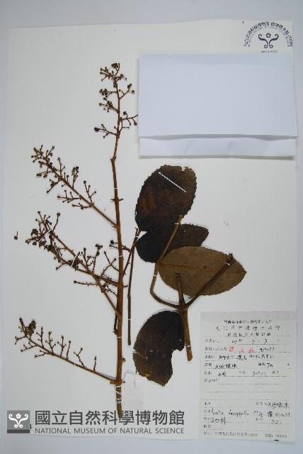 頭序蔥木藏品圖，第1張