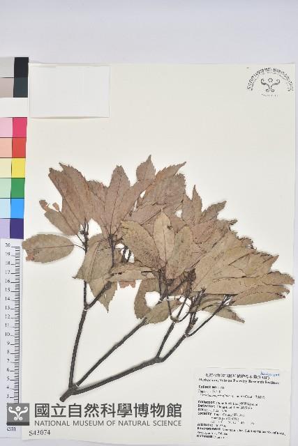 青剛櫟、鐵椆藏品圖，第1張