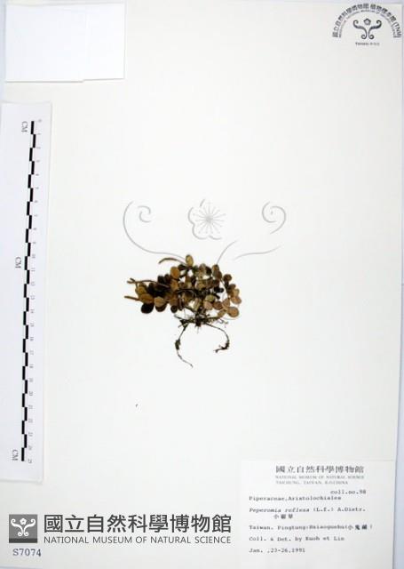 小椒草藏品圖，第1張