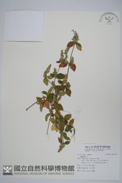 登錄號:S097074藏品圖，第1張