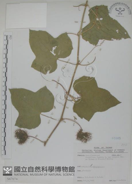 毛西番蓮藏品圖，第1張