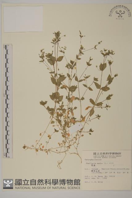 繁縷藏品圖，第1張