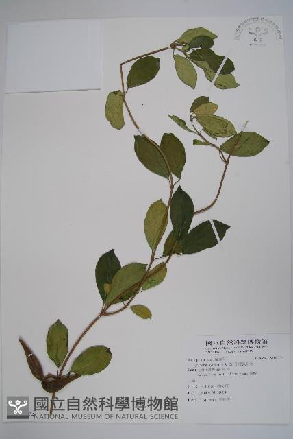 印度武靴藤藏品圖，第1張