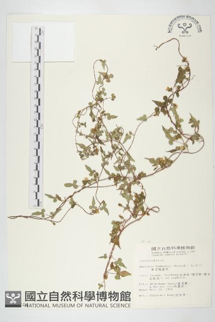 毛藥紅淡藏品圖，第1張