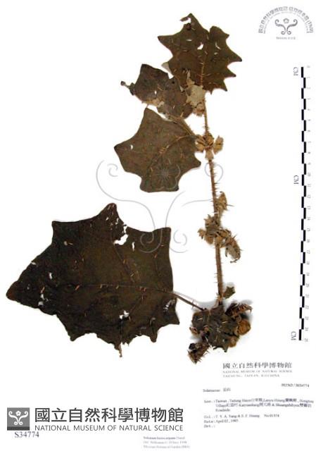 羊不食、毛茄藏品圖，第1張