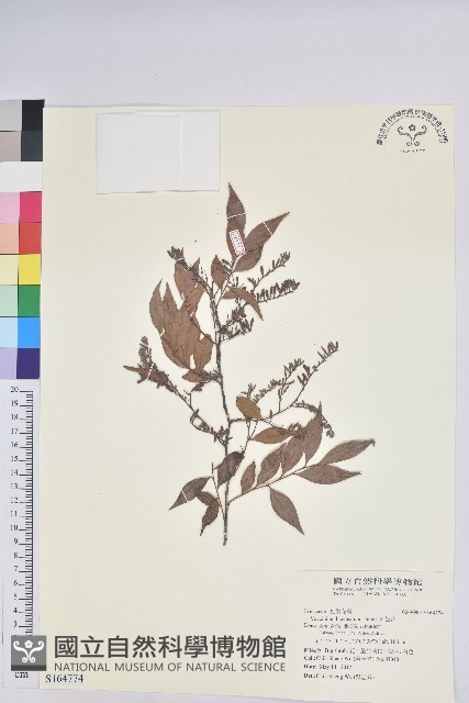 米飯花藏品圖，第1張