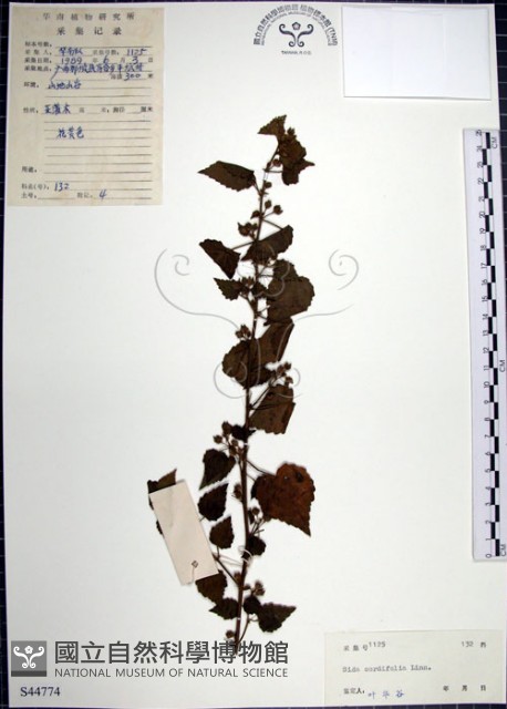 圓葉金午時花藏品圖，第1張