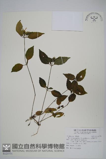 九頭獅子草藏品圖，第1張