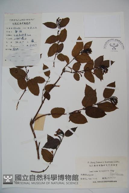 裡白忍冬、紅腺忍冬藏品圖，第1張