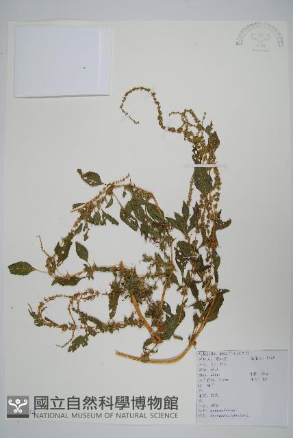 刺莧藏品圖，第1張