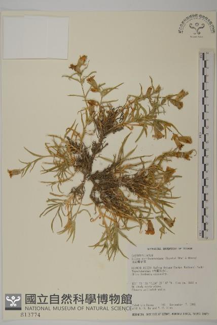 玉山蠅子草藏品圖，第1張