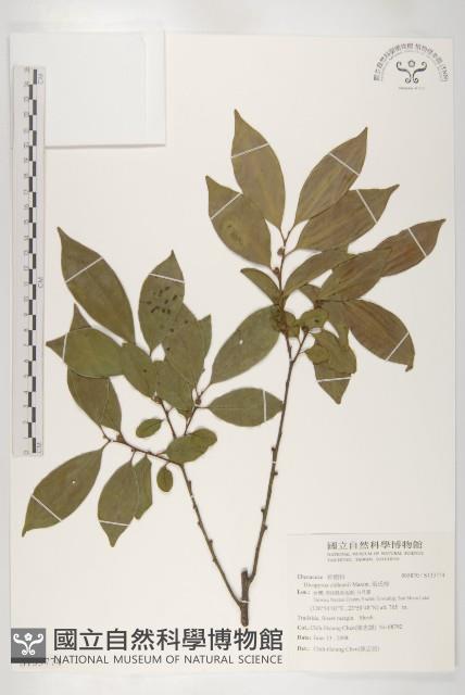 俄氏柿藏品圖，第1張