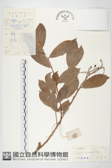 多花丁公藤藏品圖，第1張