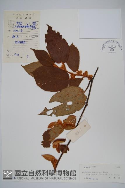 絲毛獼桃藏品圖，第1張