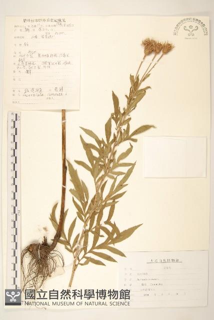 偽泥胡菜藏品圖，第1張