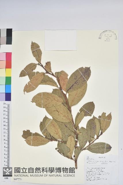 團葉南燭藏品圖，第1張