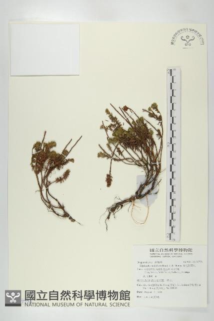 多花杉葉杜藏品圖，第1張