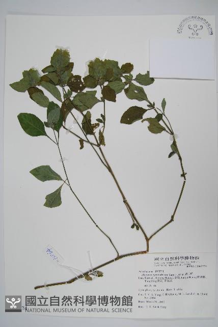 賽山藍藏品圖，第1張