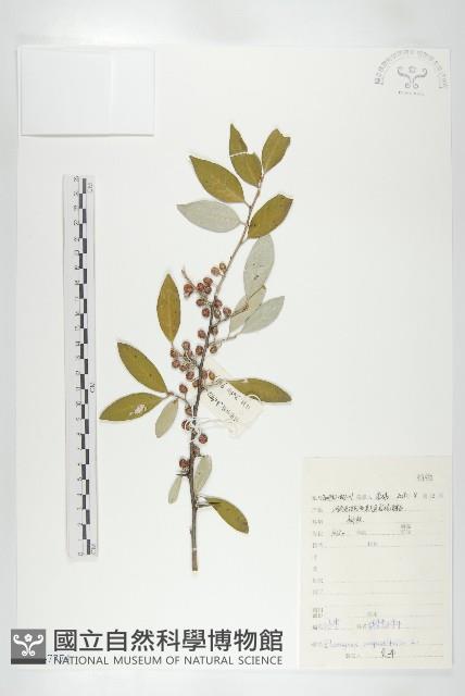 銀柳藏品圖，第1張