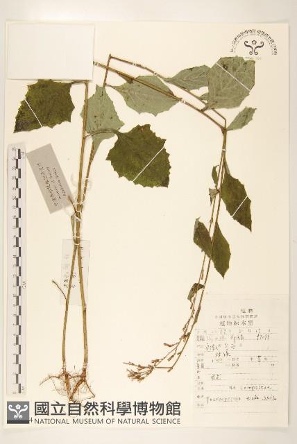 高大翅果菊藏品圖，第1張