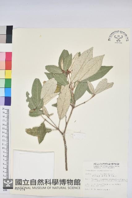 裡白巴豆藏品圖，第1張