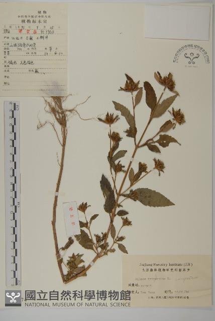 狼把草藏品圖，第1張