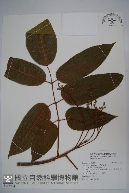 爪哇橄欖藏品圖，第1張