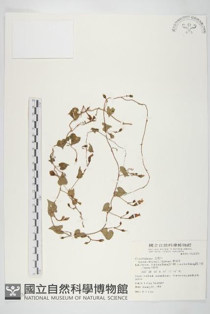 野牽牛藏品圖，第1張