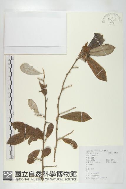 宜昌胡頹子藏品圖，第1張