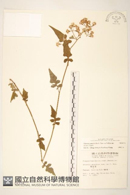 裂葉蔓黃菀藏品圖，第1張