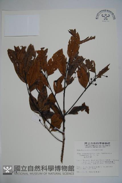 白狗山冬青藏品圖，第1張